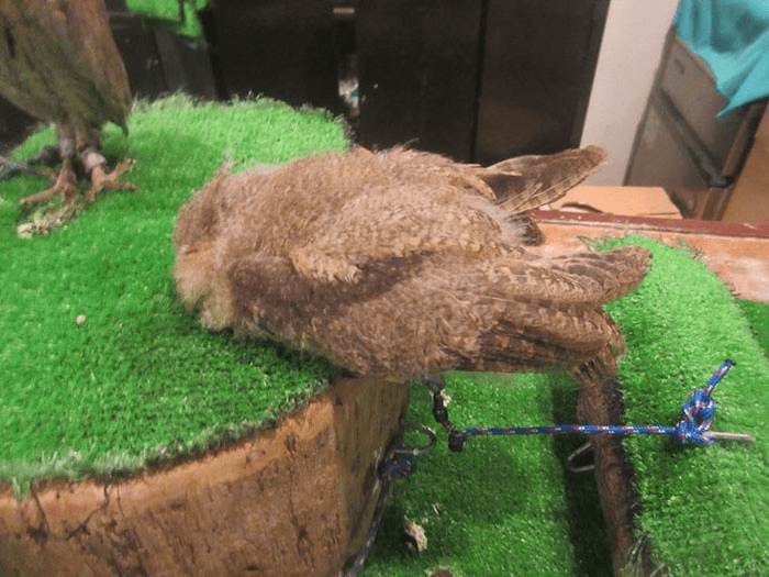 sleeping owl