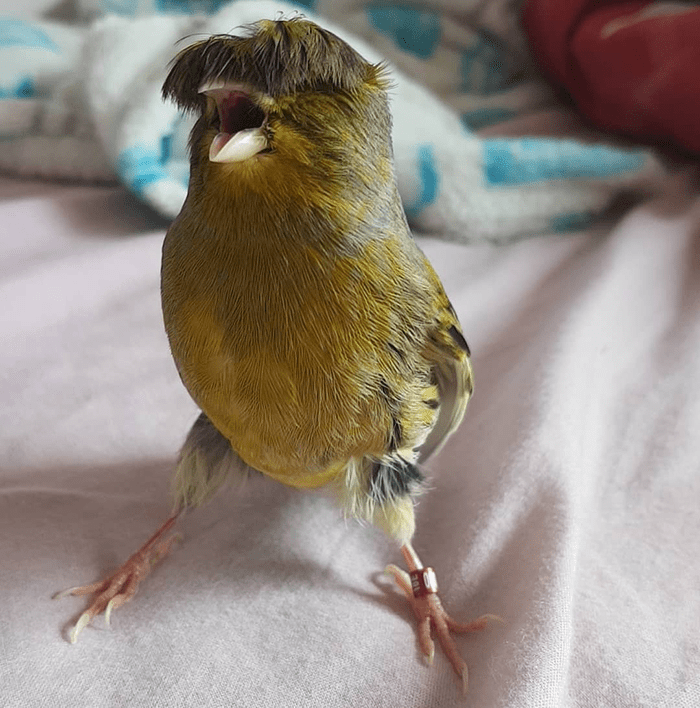 Bird Barry The Canary