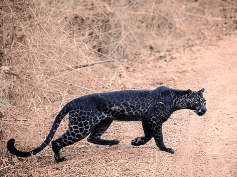 A Rare Black Leopard 