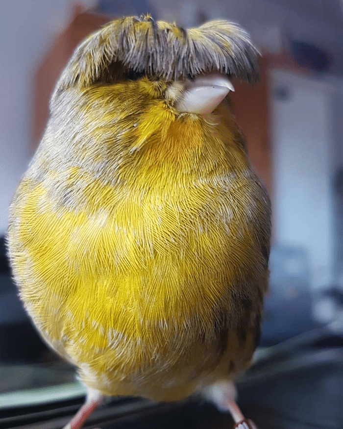 Bird Barry The Canary