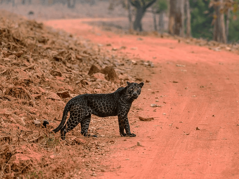 A Rare Black Leopard 