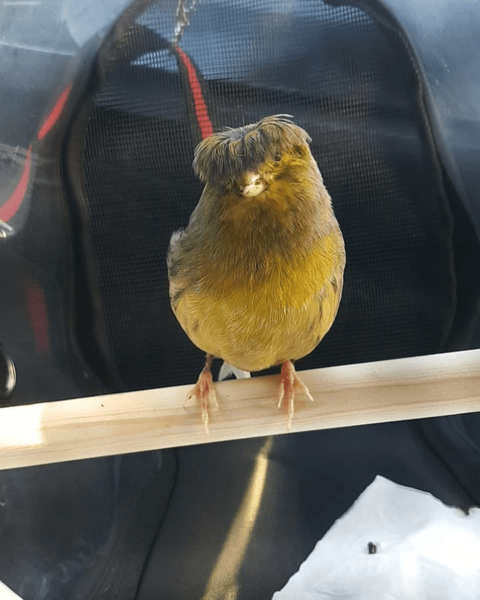 Bird Barry The Canary