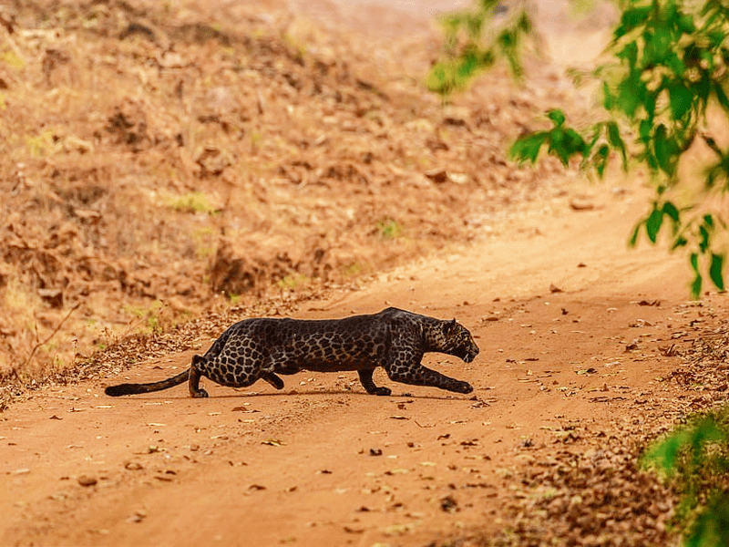 A Rare Black Leopard 