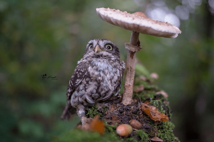 owl