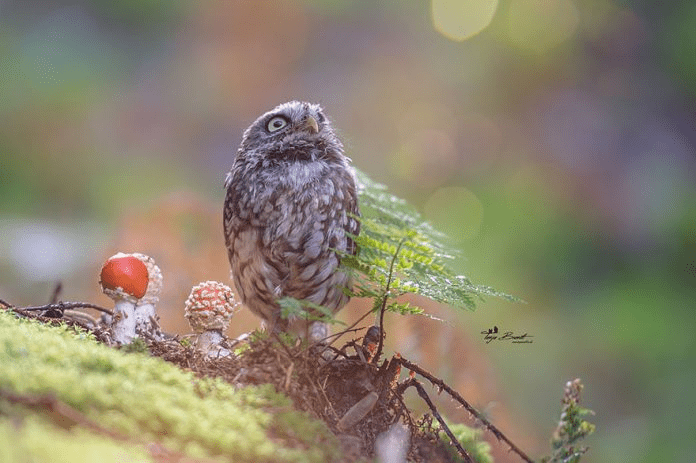 owl