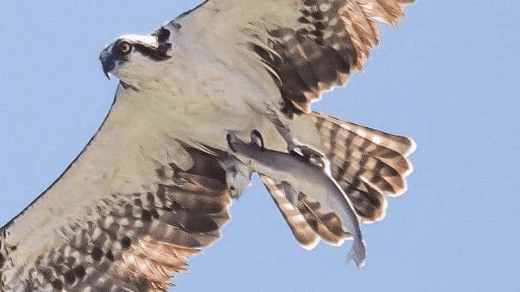 Bird Catches Shark