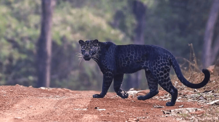 A Rare Black Leopard 