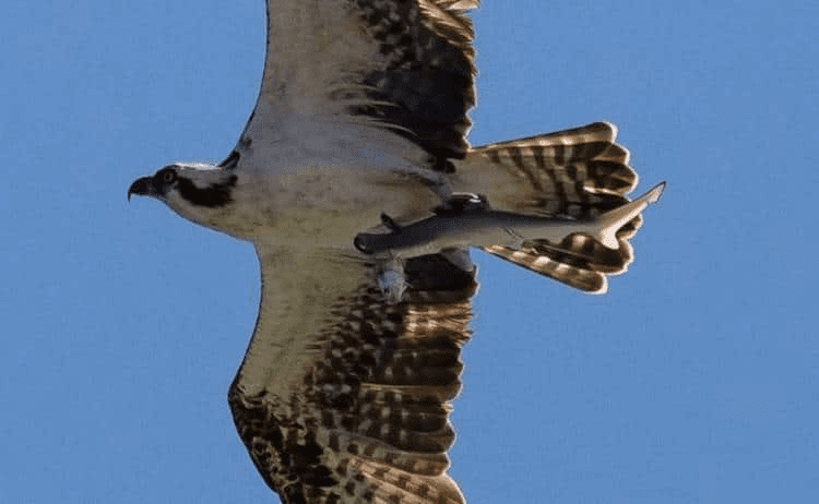 Bird Catches Shark