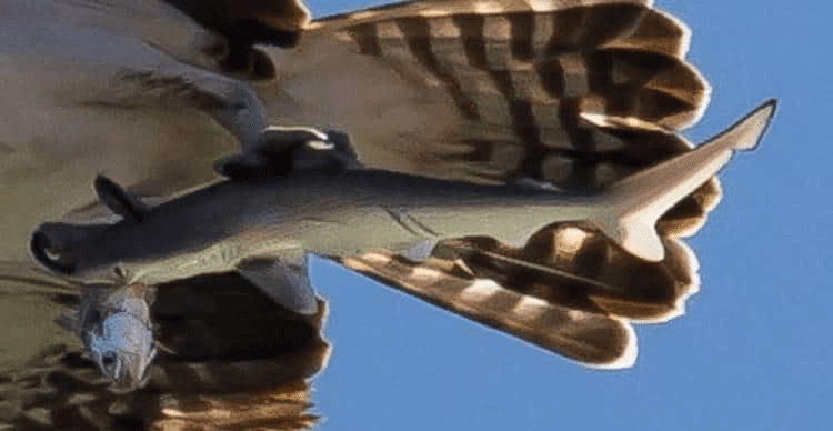 Bird Catches Shark