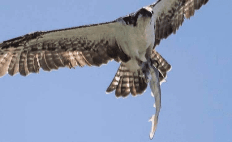 Bird Catches Shark