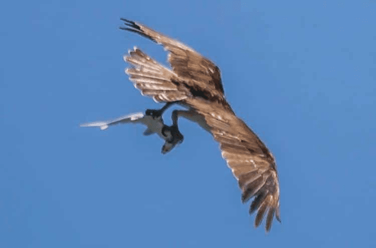 Bird Catches Shark