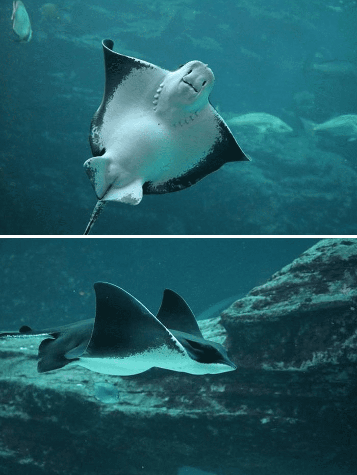 Eagle Ray Is Pregnant