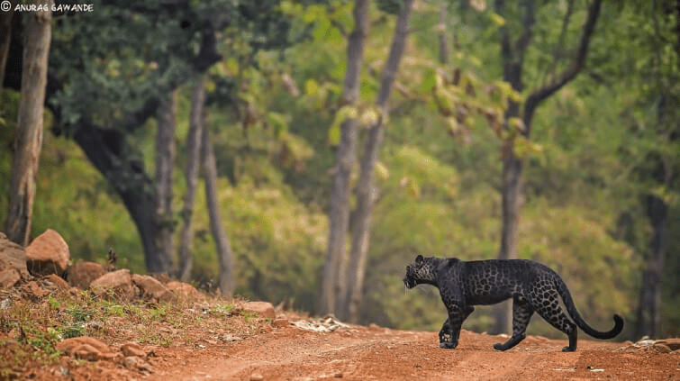 A Rare Black Leopard 