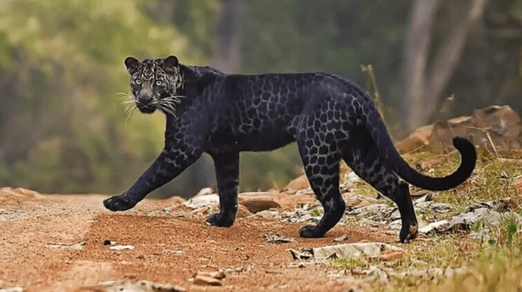 A Rare Black Leopard 