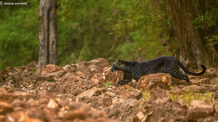 A Rare Black Leopard 