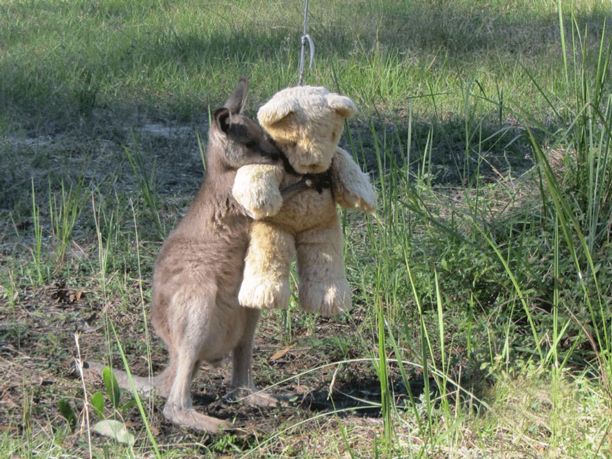 Baby Kangaroo 
