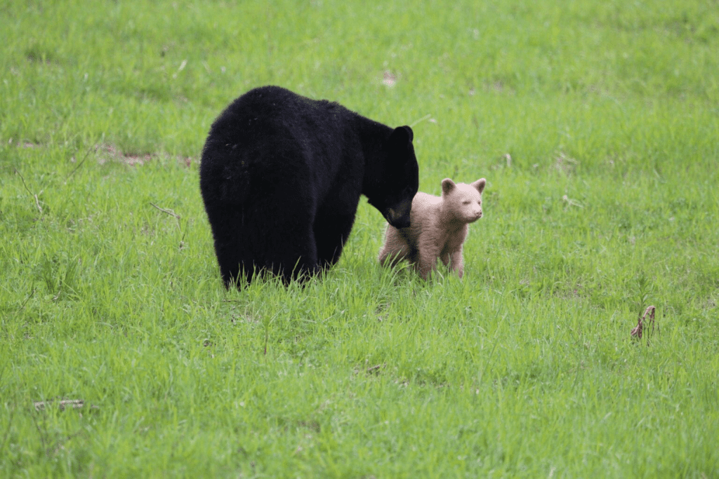 Light Caramel-Colored Bear Cub 