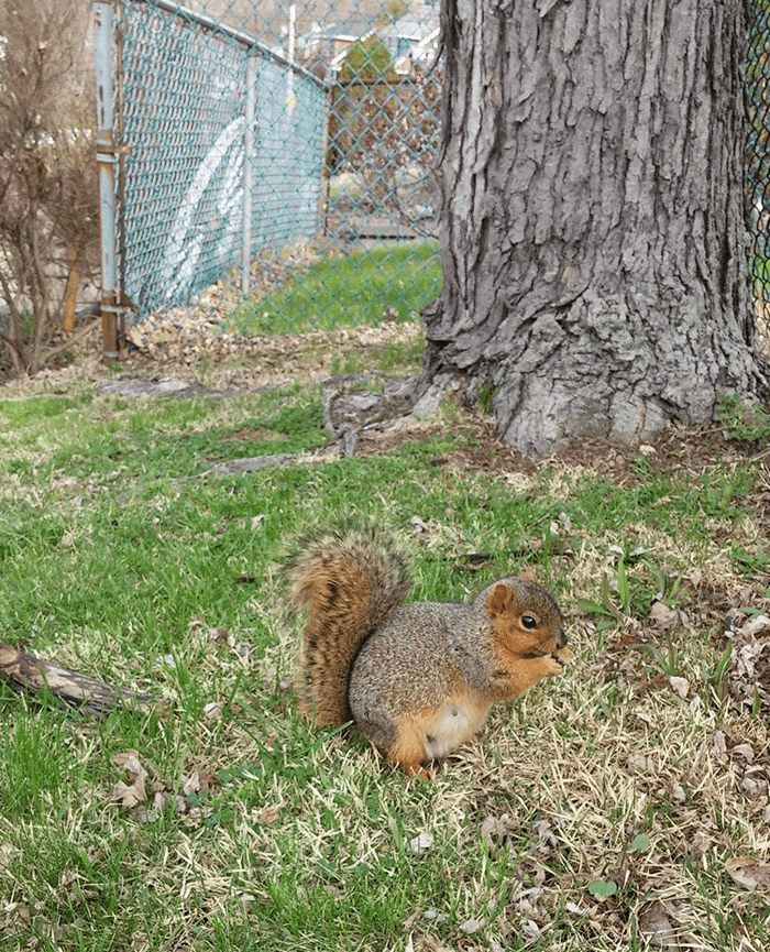  Pregnant Squirrel