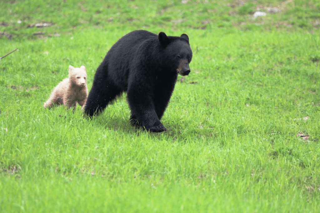 Light Caramel-Colored Bear Cub 