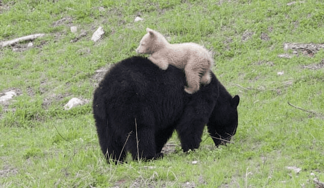 Light Caramel-Colored Bear Cub 