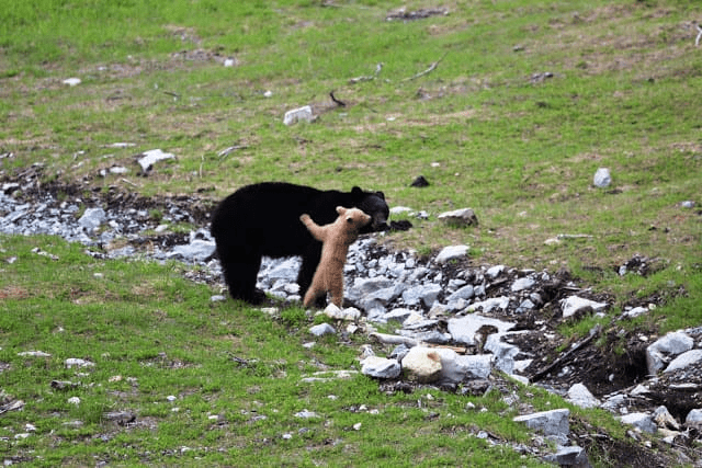 Light Caramel-Colored Bear Cub 