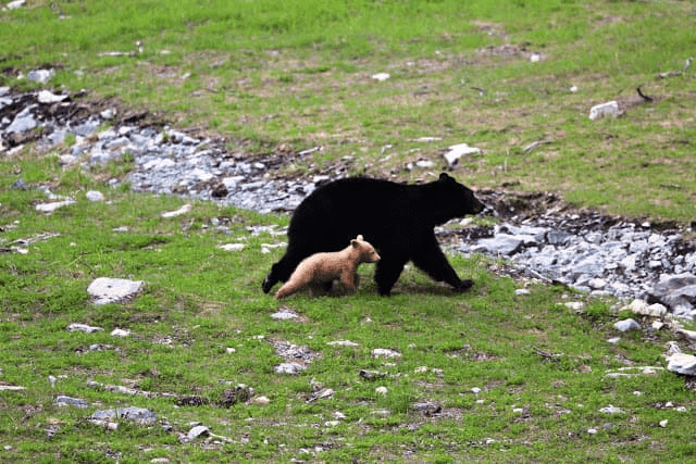 Light Caramel-Colored Bear Cub 