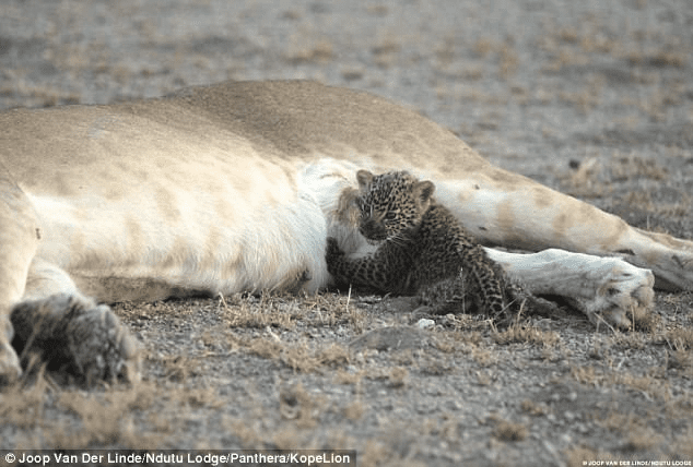 Lioness Embraces Orphaned Leopard 