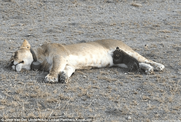 Lioness Embraces Orphaned Leopard 