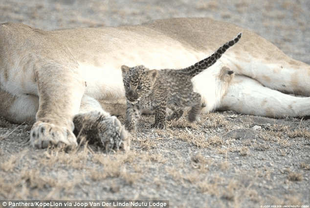 Lioness Embraces Orphaned Leopard 