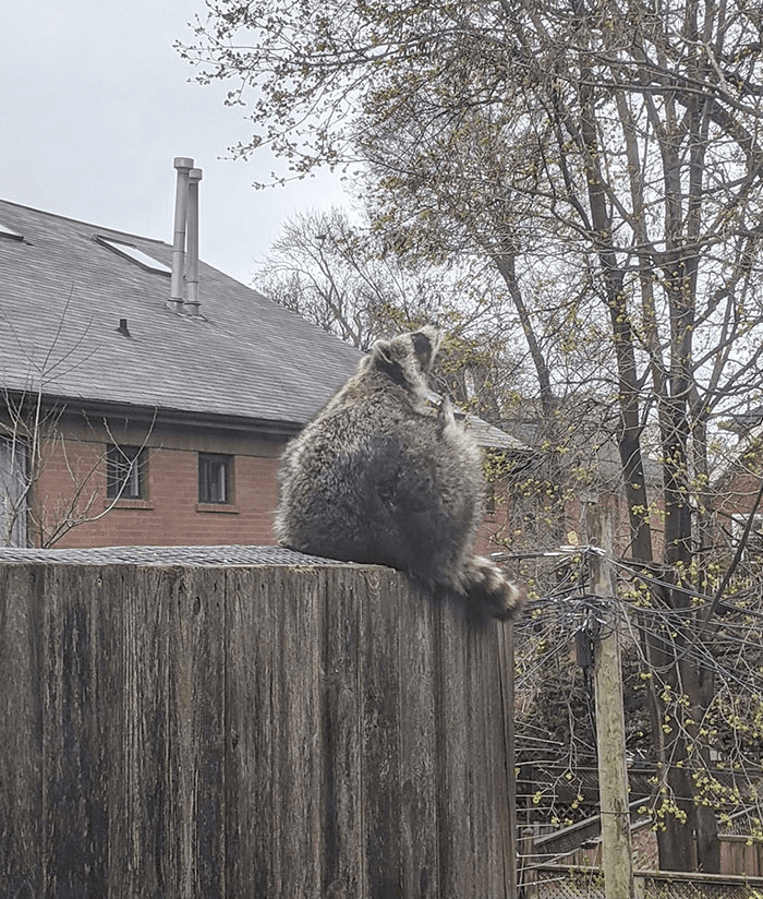 A Pregnant Raccoon Ready To Give Birth Any Time Soon. 
