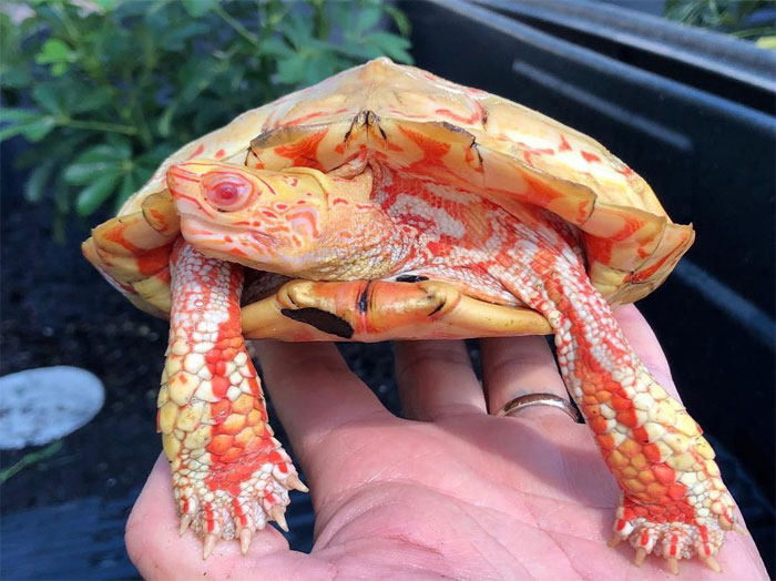 Albino  Turtle