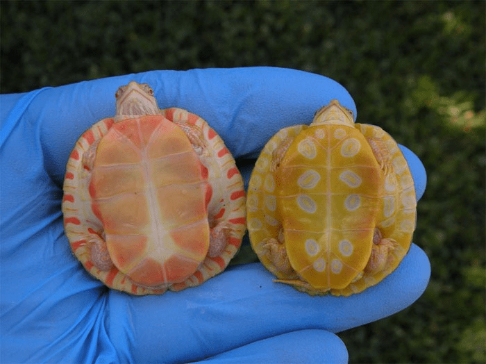 Albino  Turtle