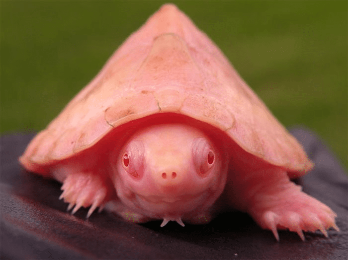 Albino  Turtle