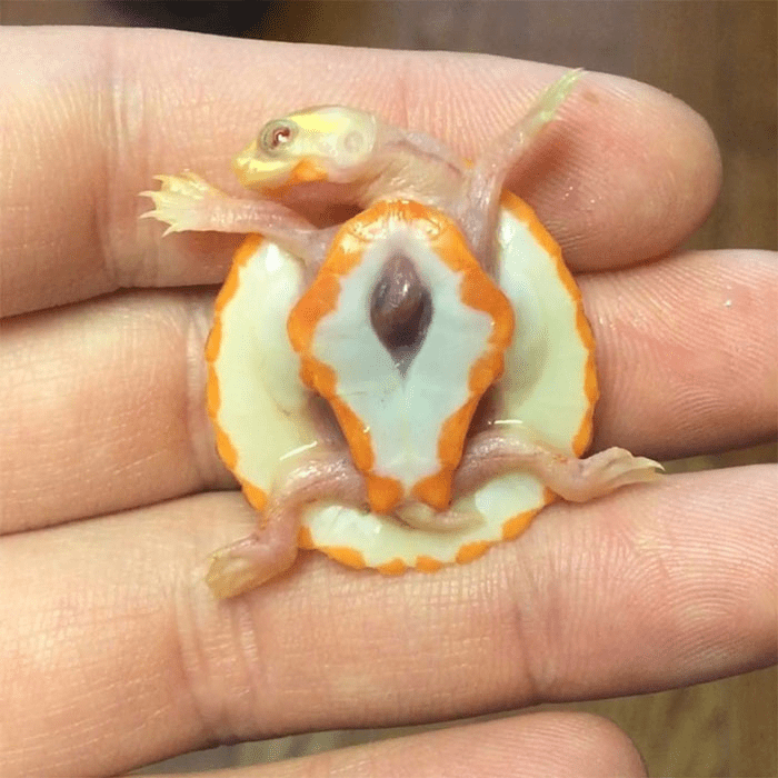 Albino  Turtle