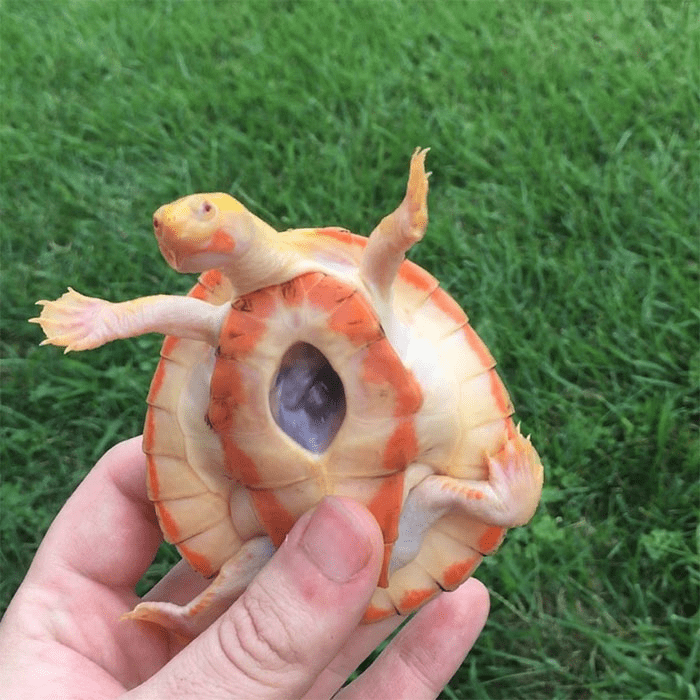 Albino  Turtle