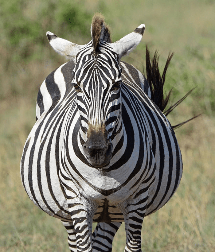 A Pregnant Zebra