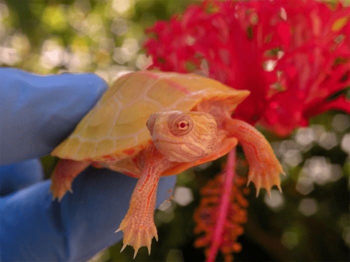 Albino  Turtle