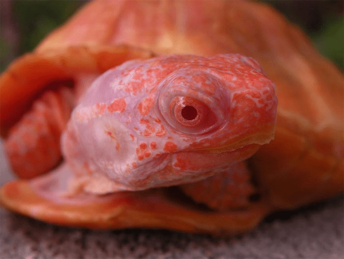 Albino  Turtle