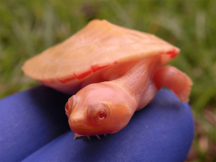 Albino  Turtle