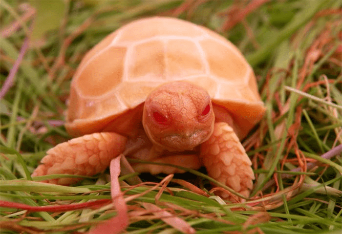 Albino  Turtle