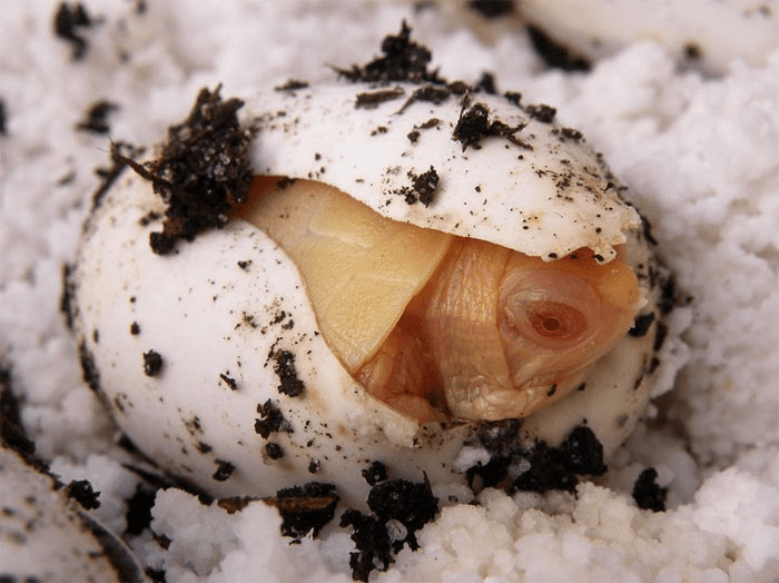 Albino  Turtle