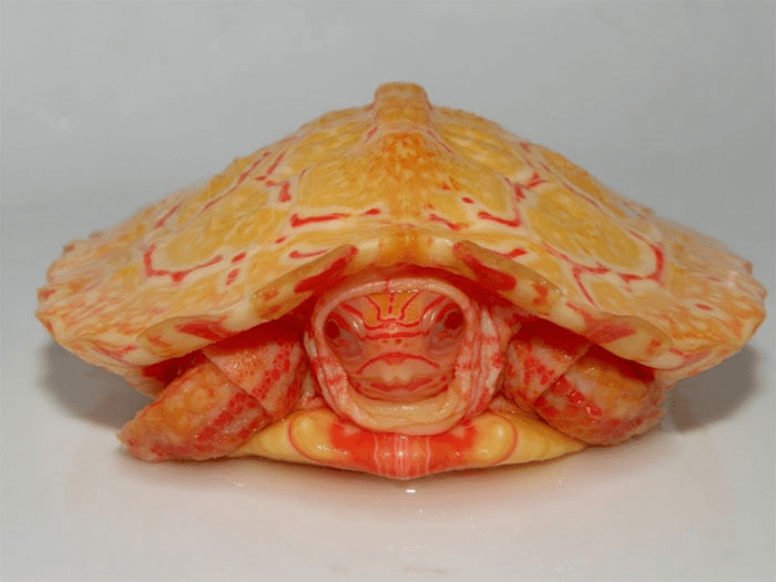 Albino  Turtle