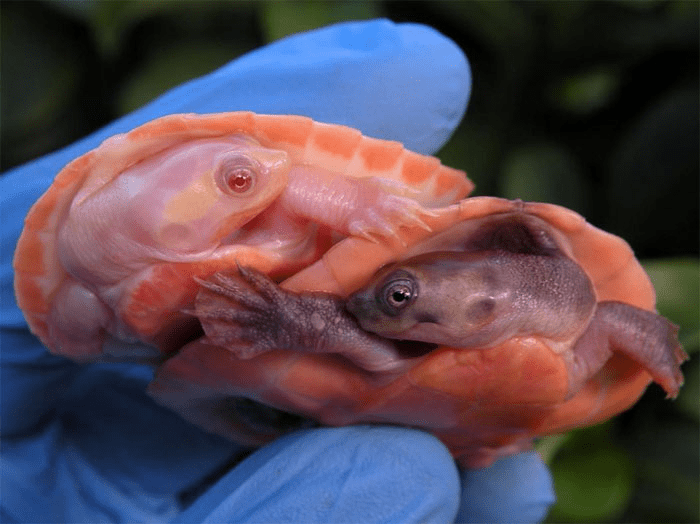 Albino  Turtle