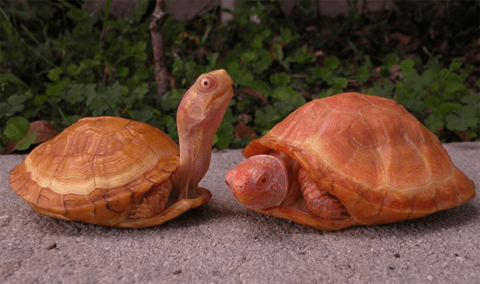 Albino  Turtle