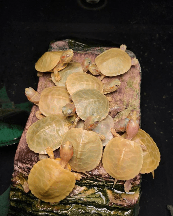 Albino  Turtle