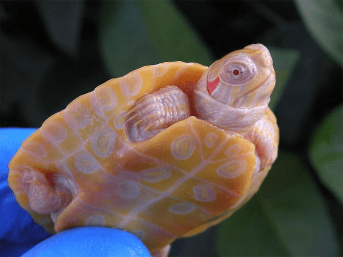 Albino  Turtle