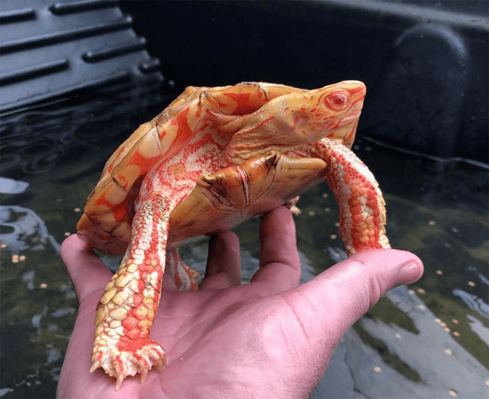 Albino  Turtle