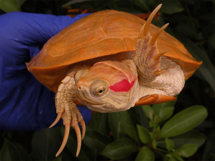 Albino  Turtle