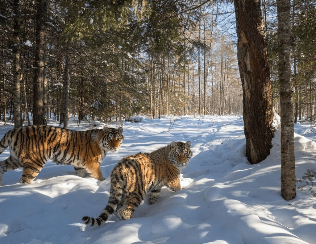 Siberian Tigers 