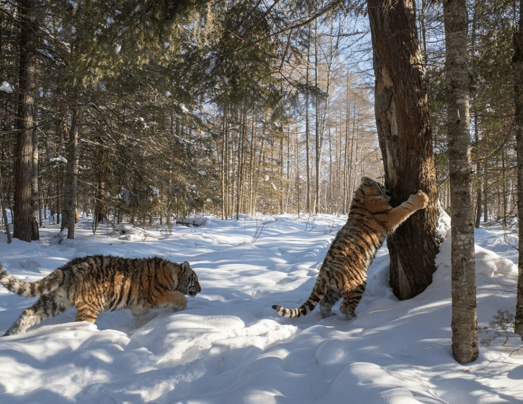 Siberian Tigers 